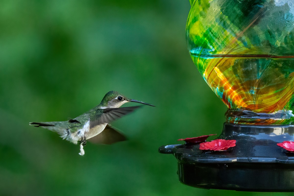 Ruby-throated Hummingbird - George Holt