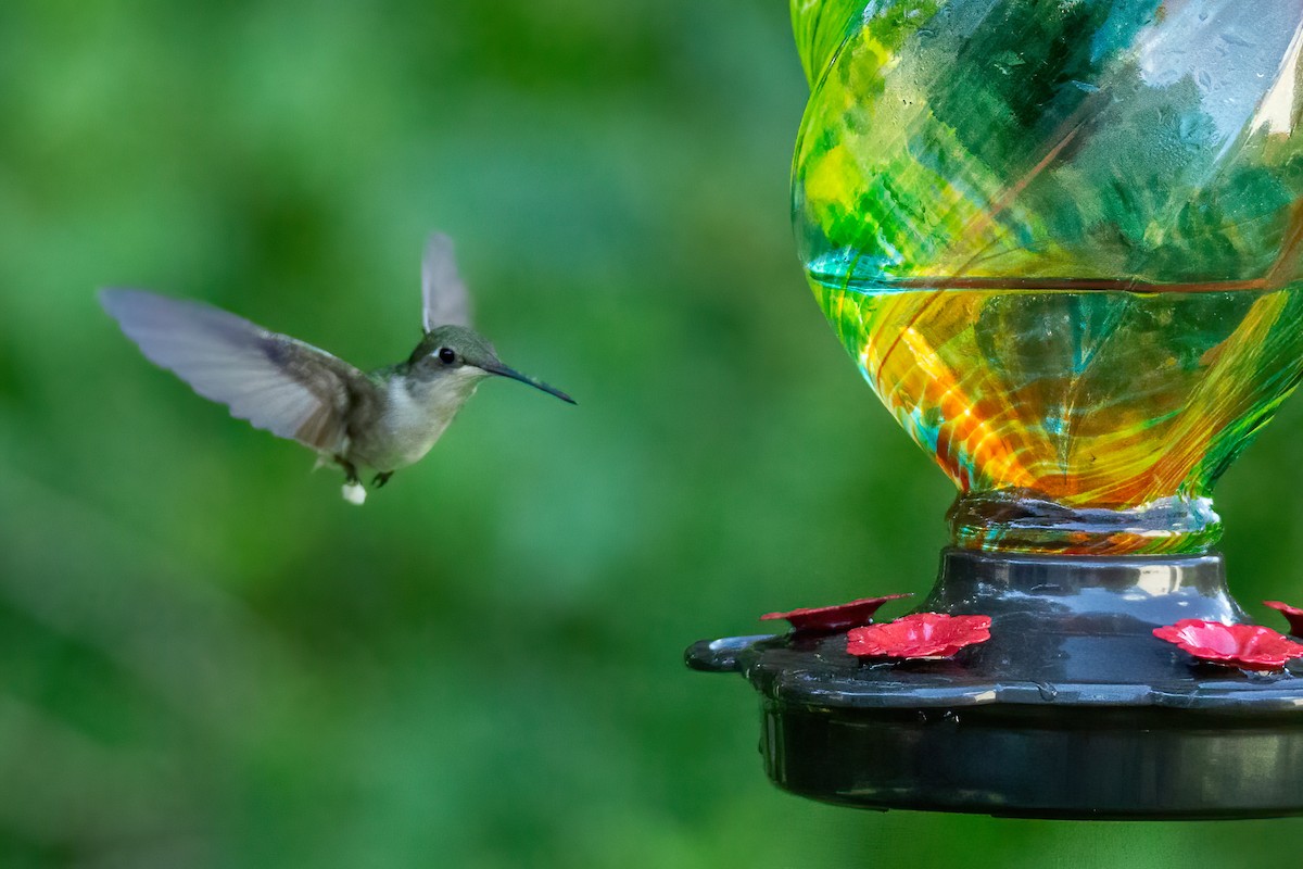 Ruby-throated Hummingbird - George Holt