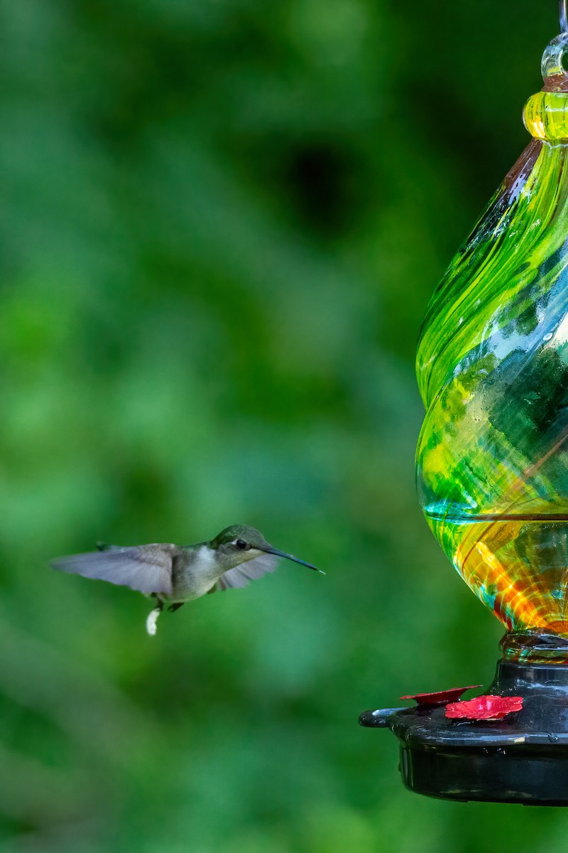 Ruby-throated Hummingbird - George Holt