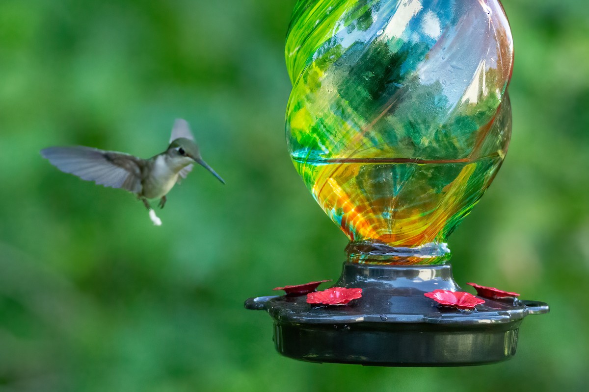 Ruby-throated Hummingbird - George Holt