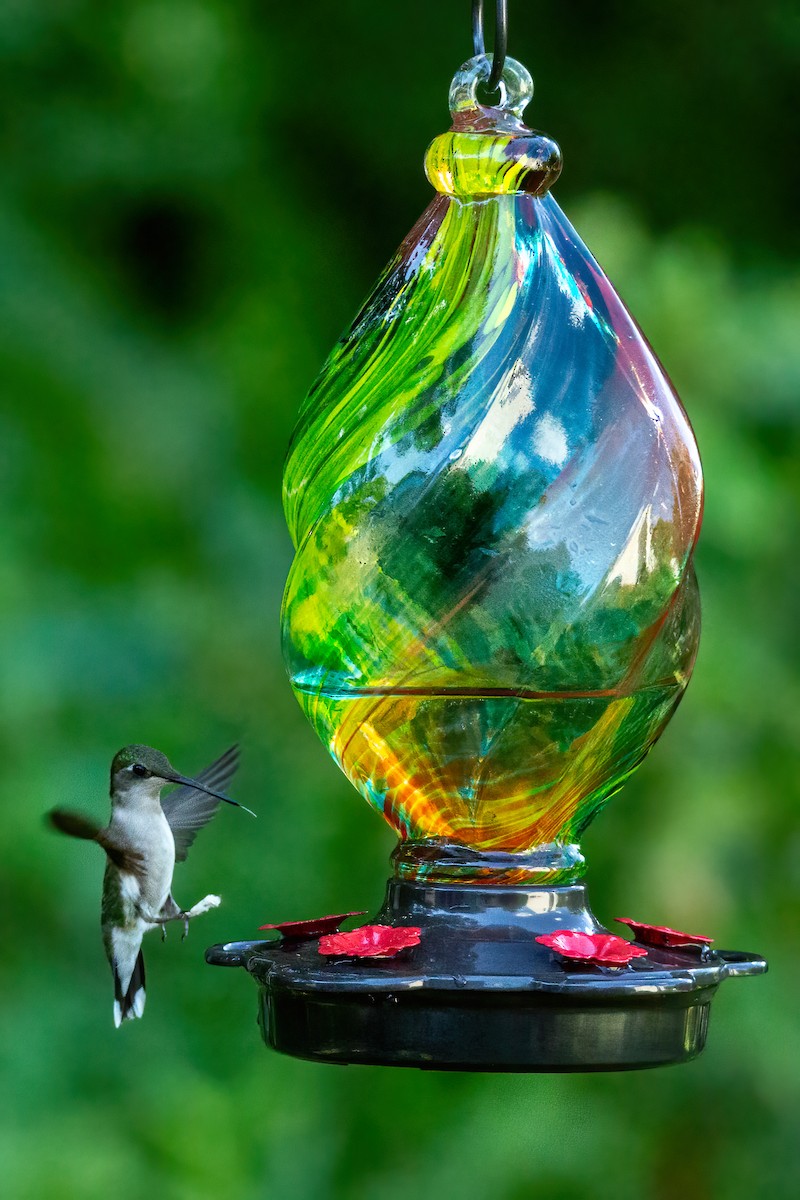 Ruby-throated Hummingbird - George Holt