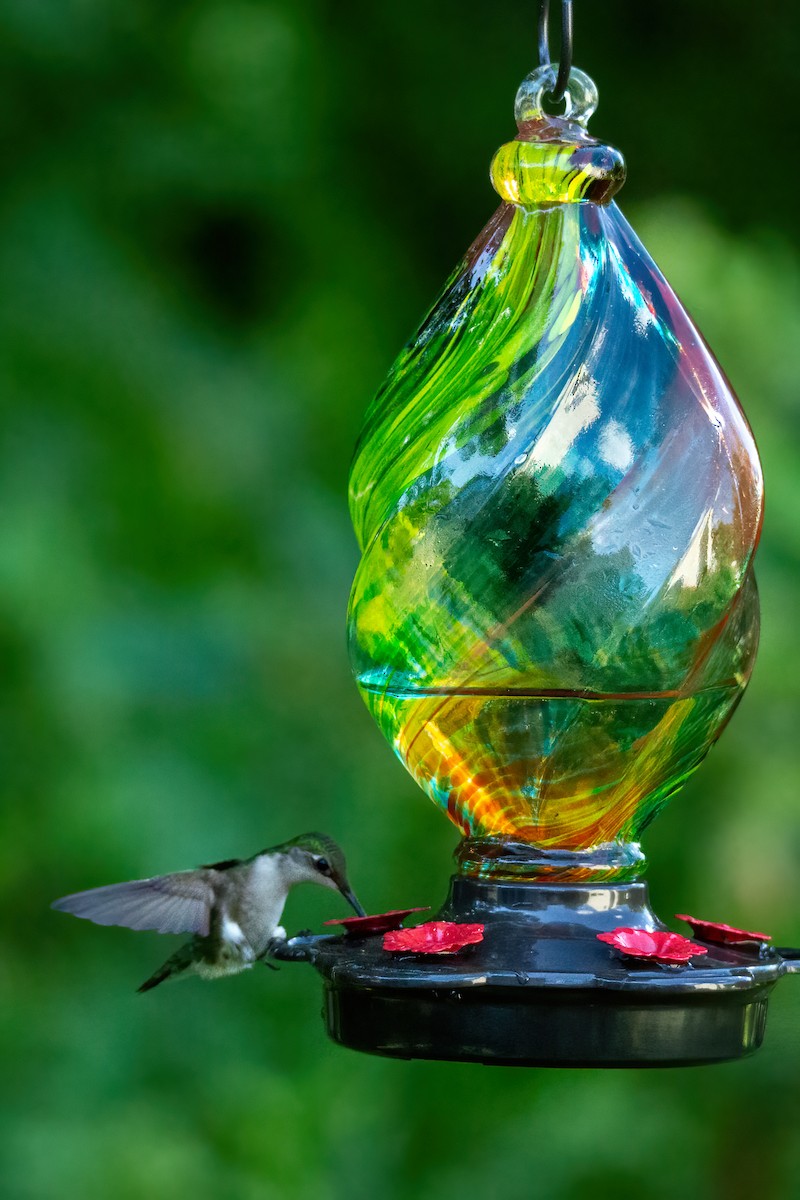 Ruby-throated Hummingbird - George Holt