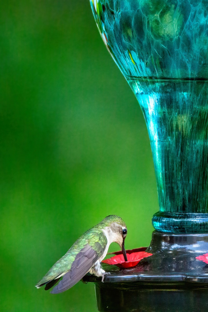 Ruby-throated Hummingbird - George Holt