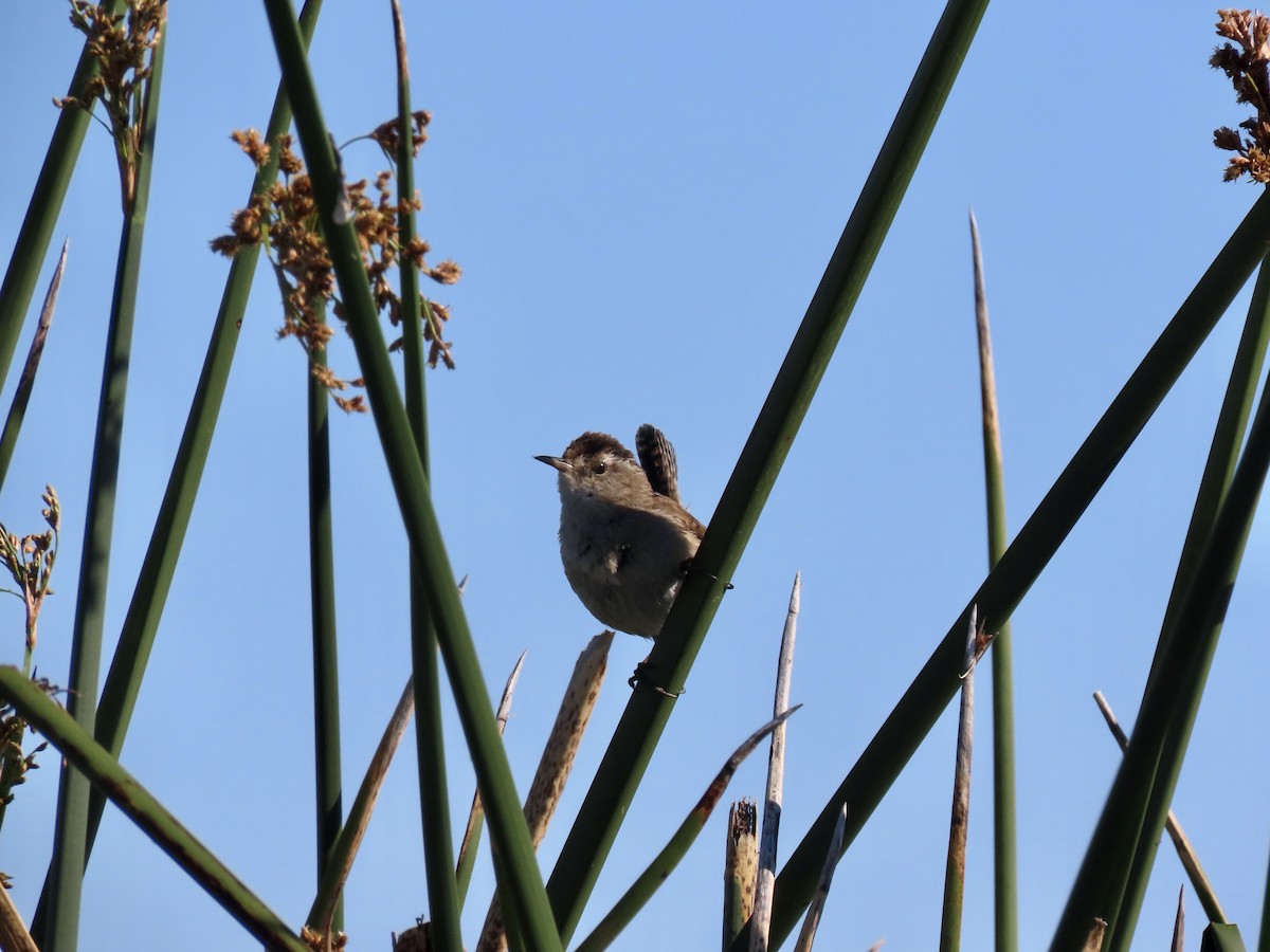 Marsh Wren - ML619460562