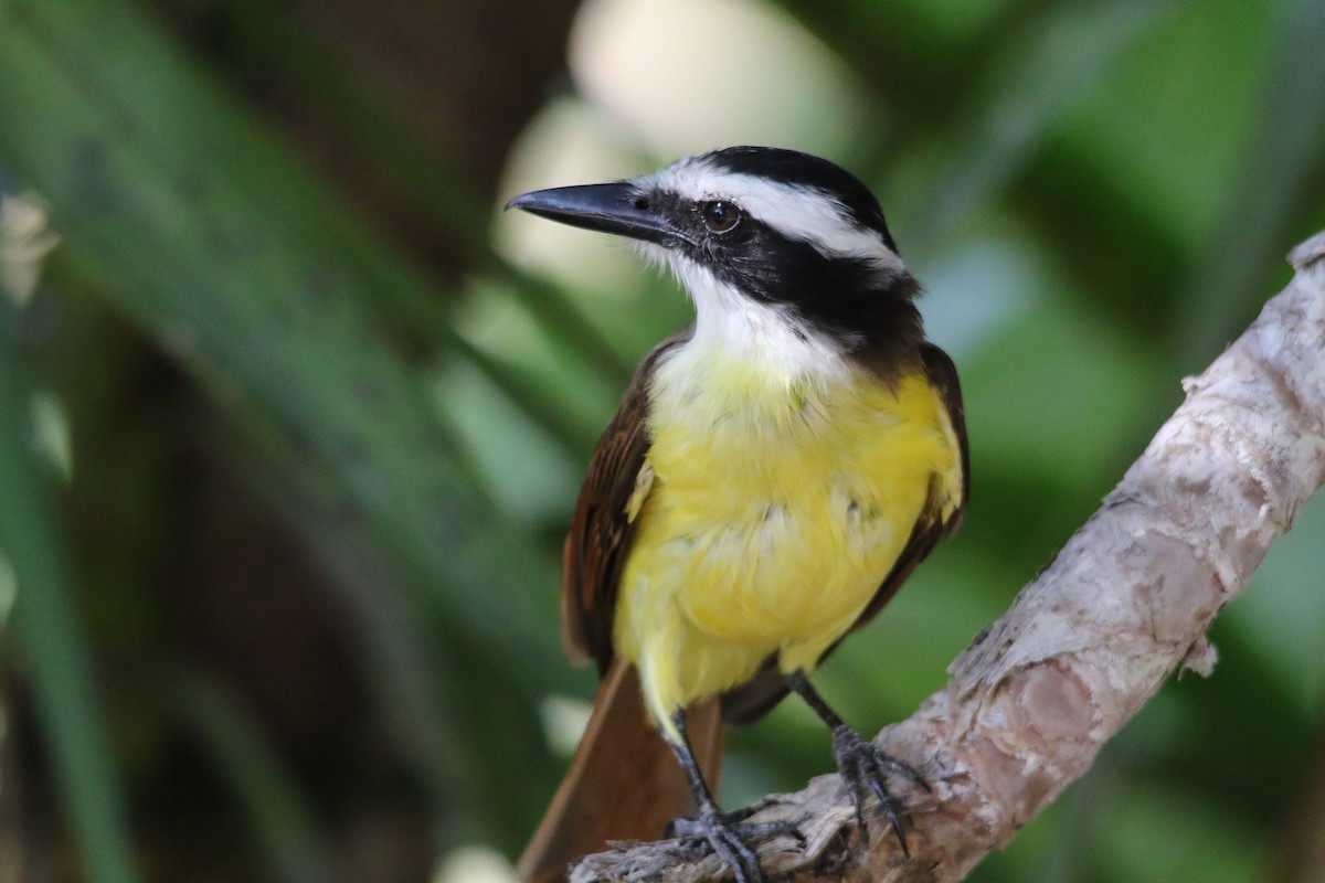 Great Kiskadee - Andy M