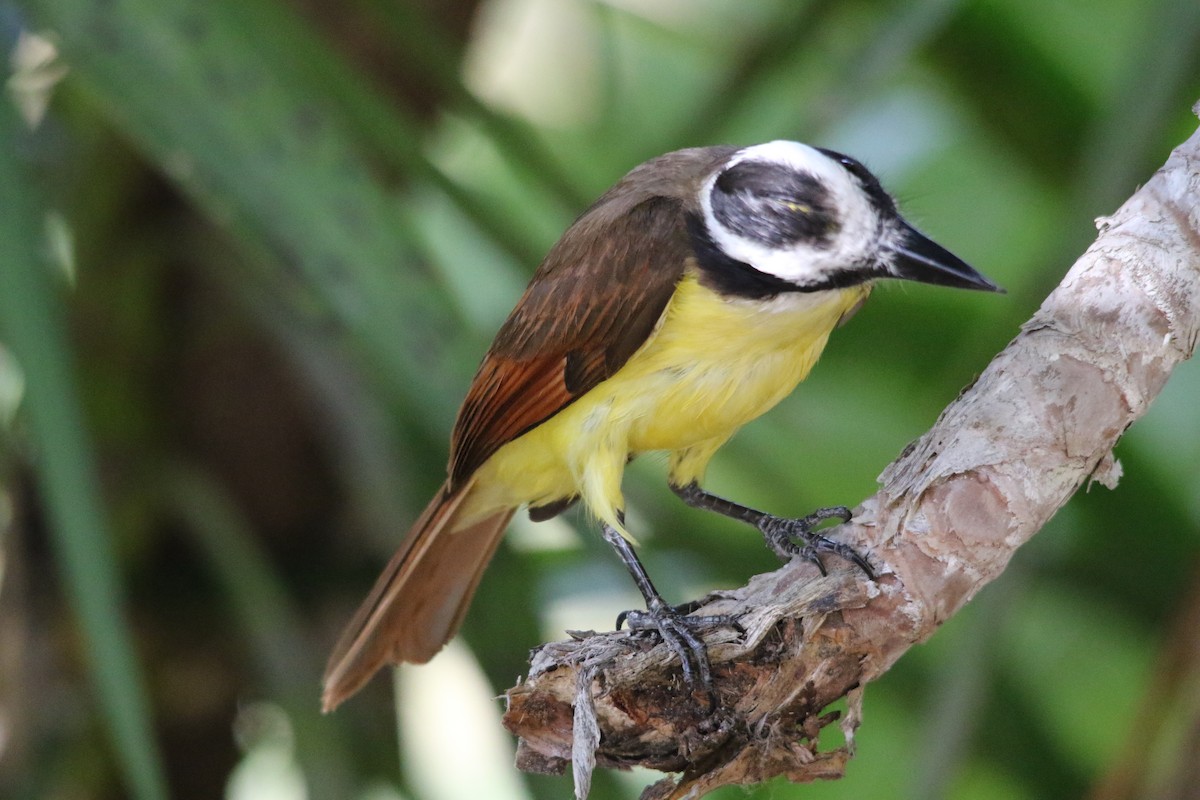 Great Kiskadee - Andy M