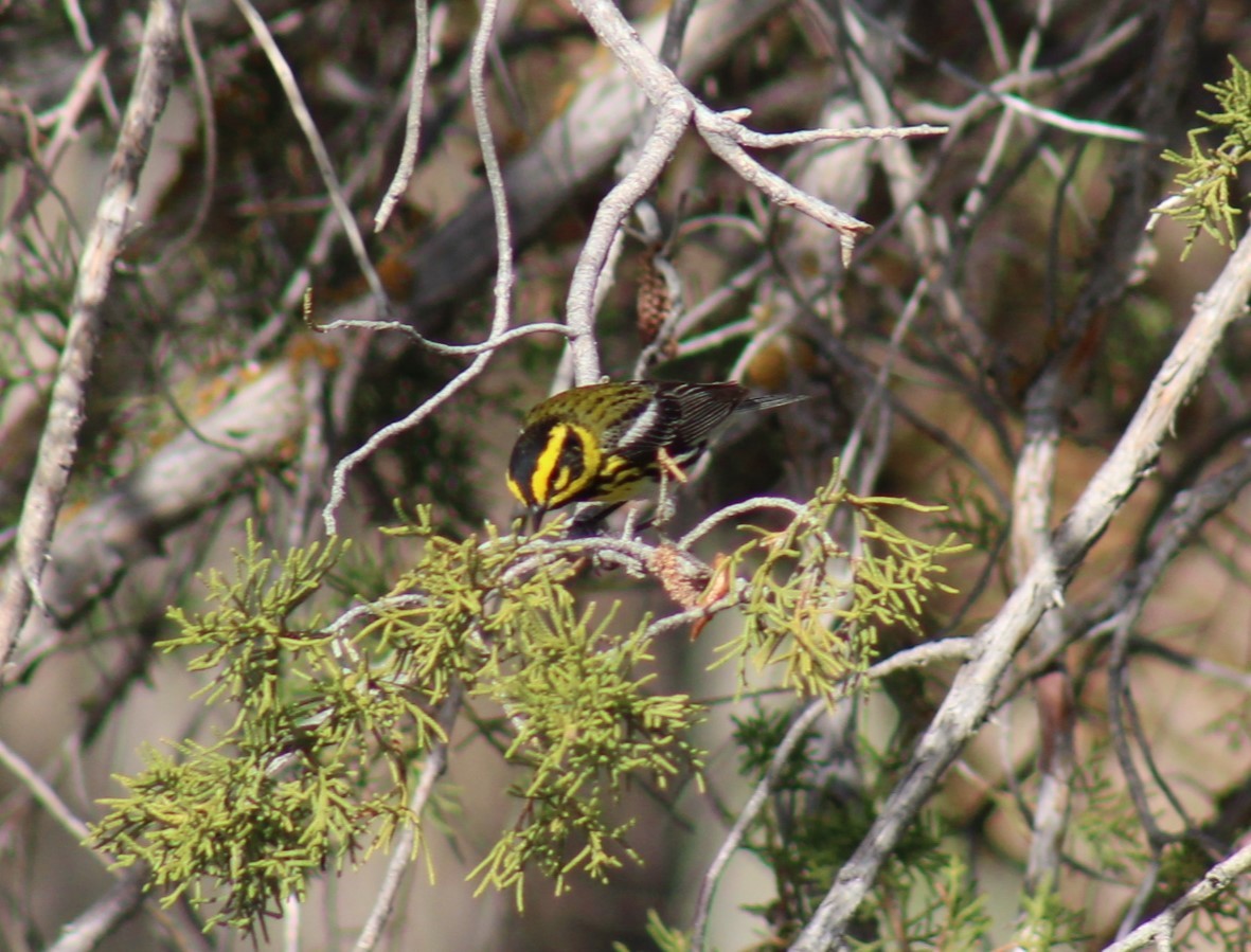 Townsend's Warbler - Bill McIver