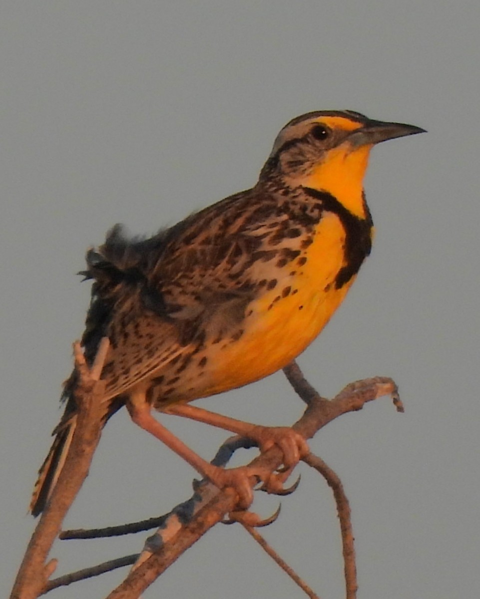 Western Meadowlark - Michael I Christie