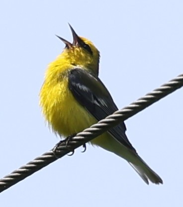 Blue-winged Warbler - Duane Yarbrough