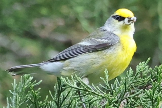 Brewster's Warbler (hybrid) - Duane Yarbrough