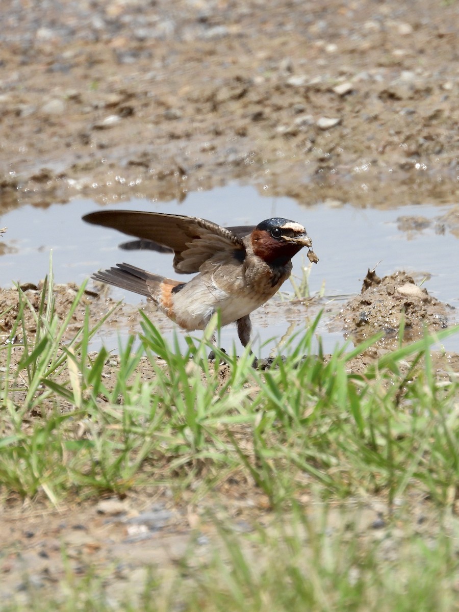 Cliff Swallow - Tracy Mosebey