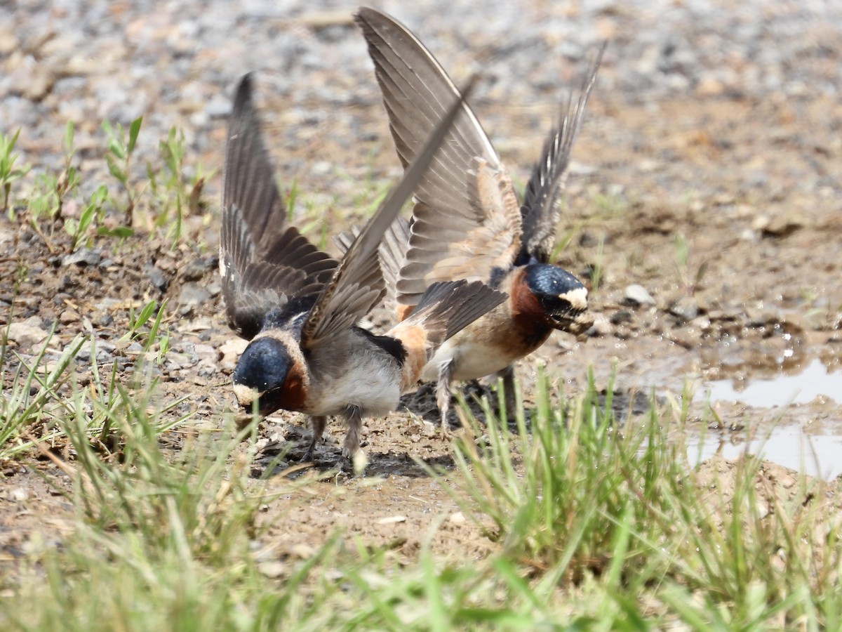 Cliff Swallow - Tracy Mosebey