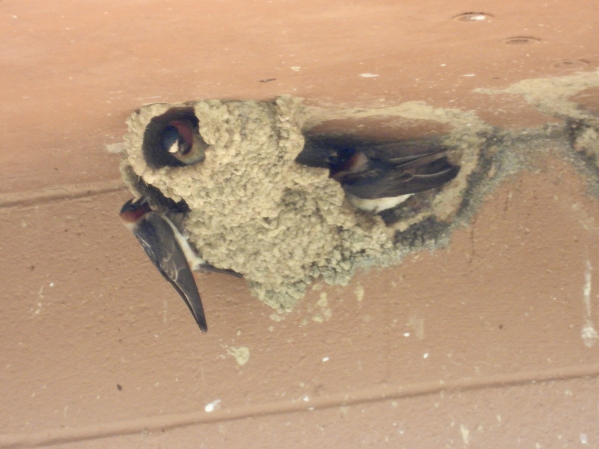 Cliff Swallow - Tracy Mosebey