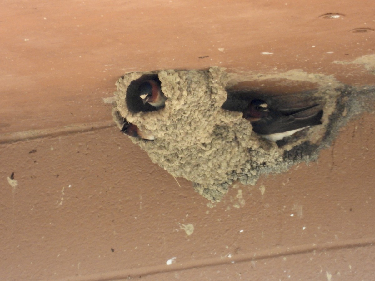 Cliff Swallow - Tracy Mosebey