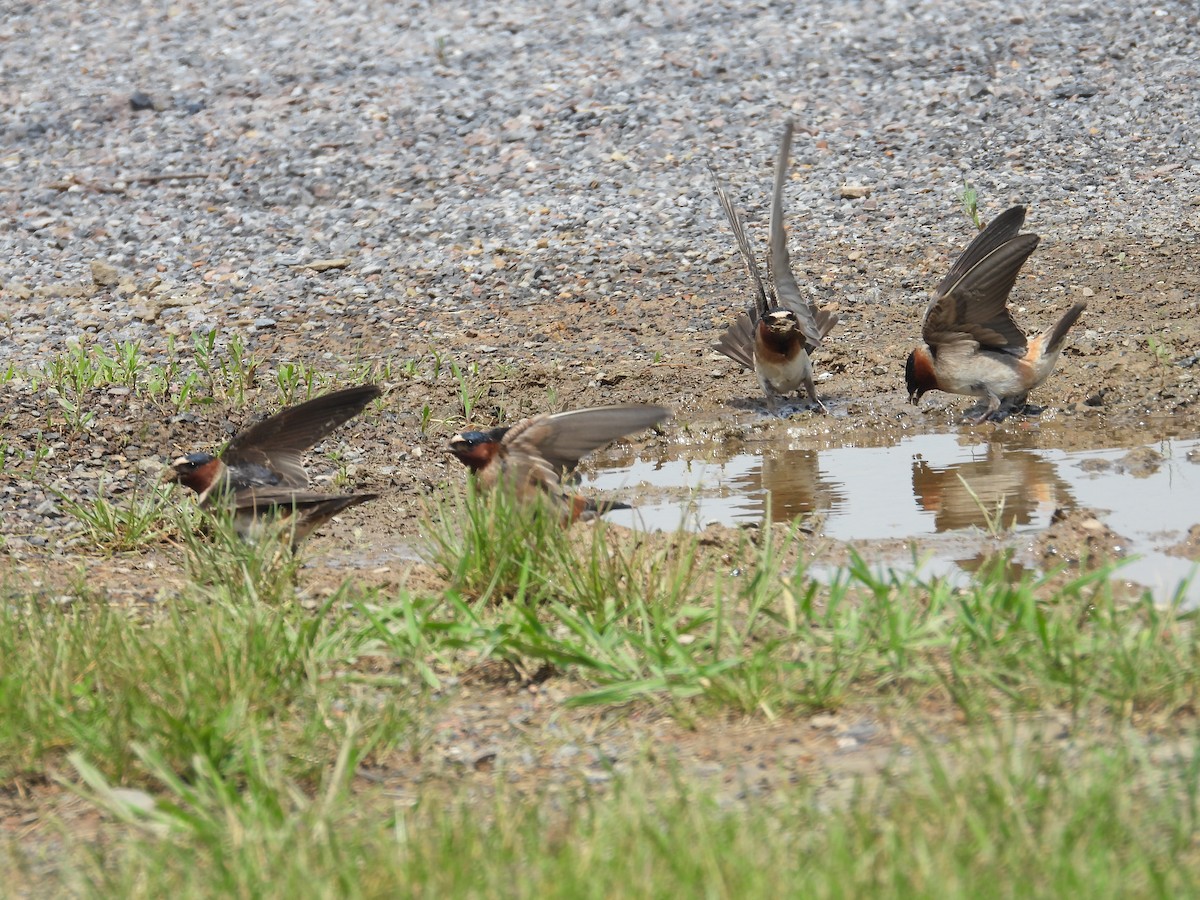 Cliff Swallow - Tracy Mosebey