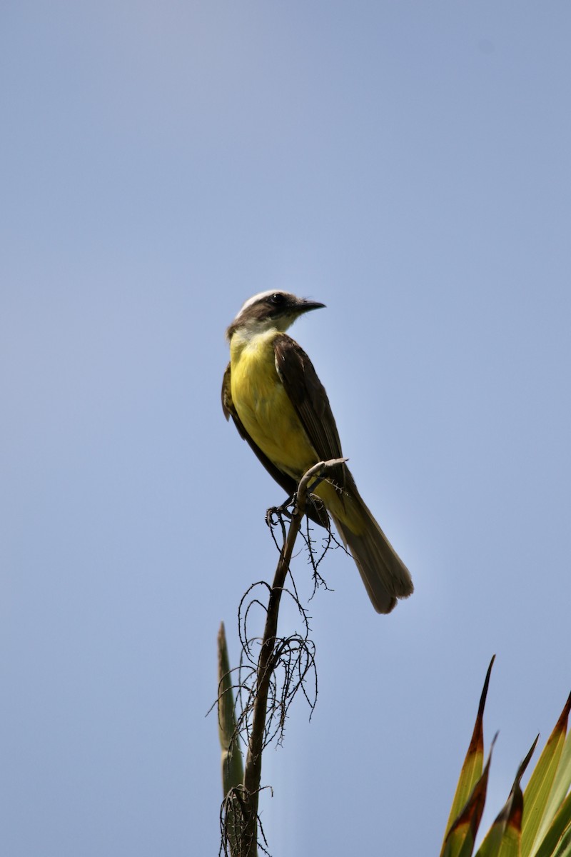 Social Flycatcher - Andy M