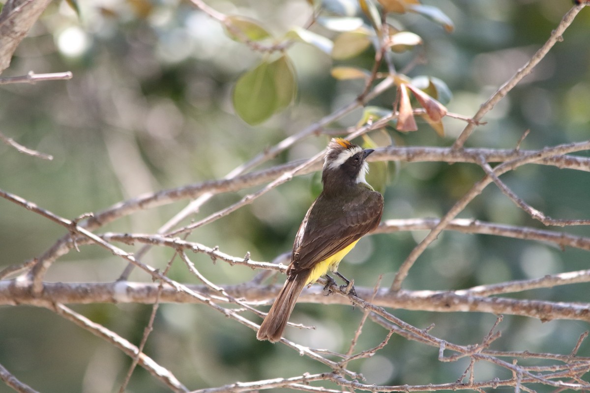 Social Flycatcher - Andy M