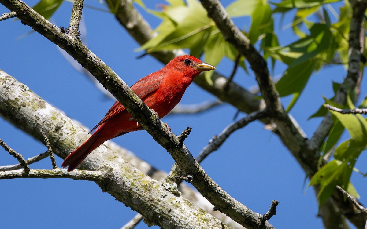 Summer Tanager - Atlee Hargis