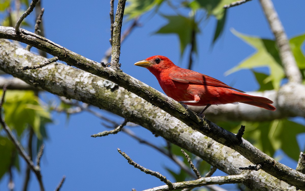 Summer Tanager - Atlee Hargis