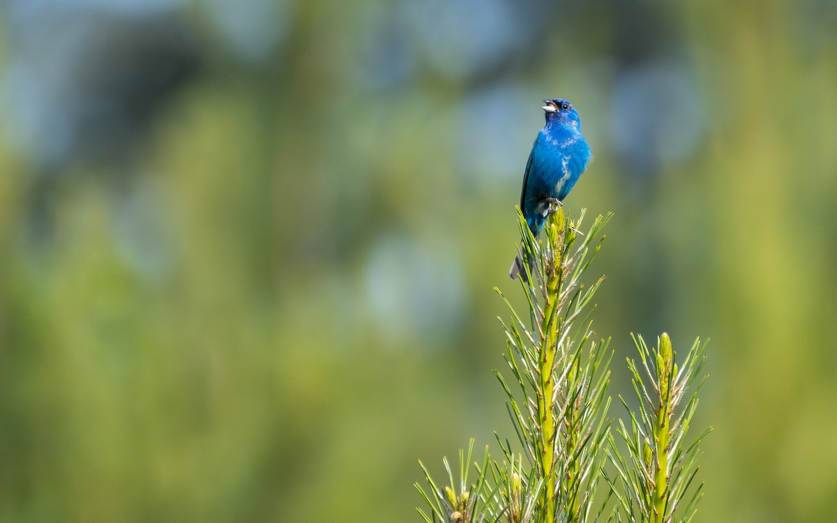 Indigo Bunting - Atlee Hargis