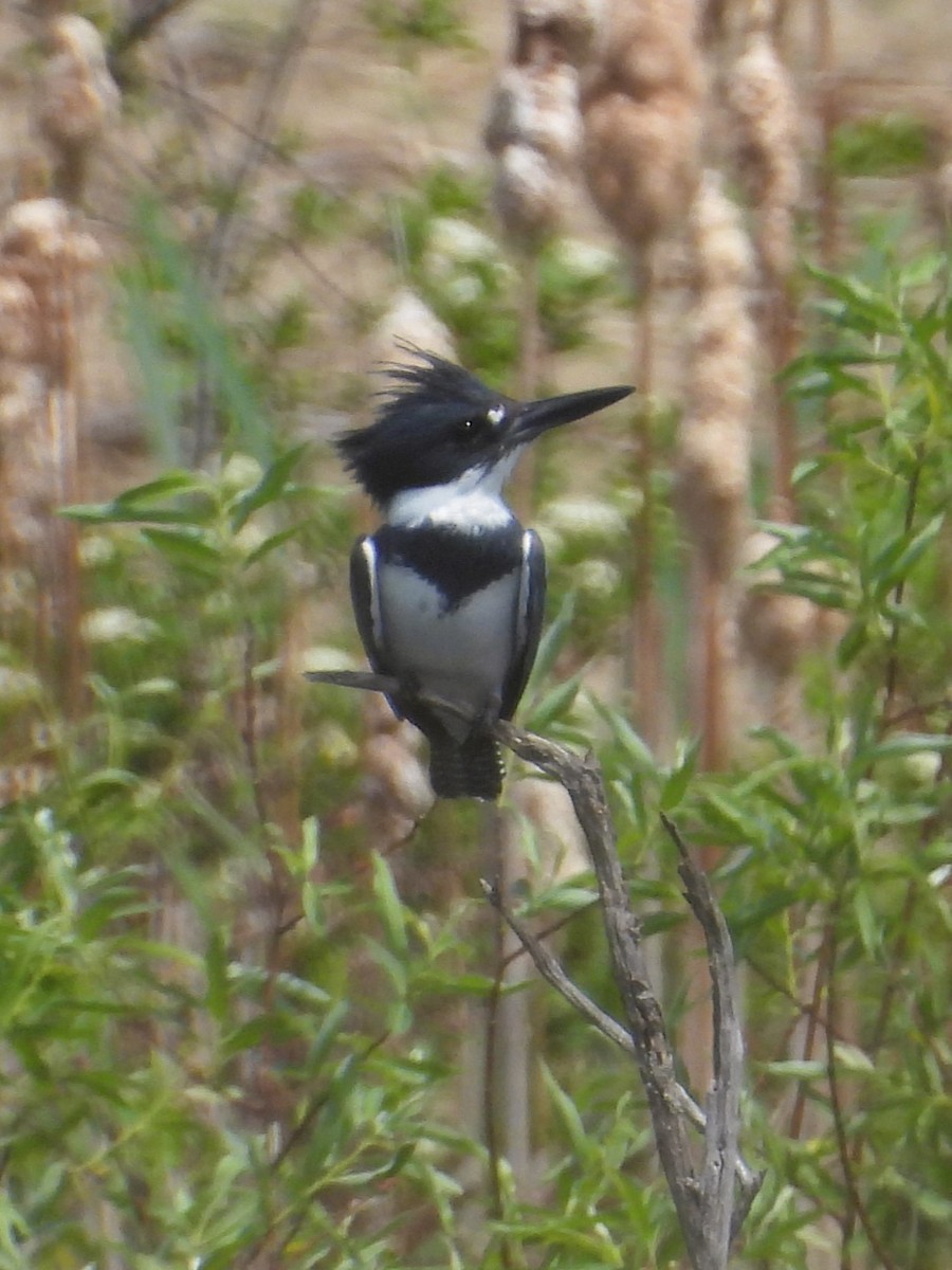 Belted Kingfisher - Mireille Plouffe