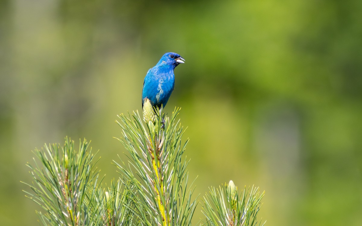 Indigo Bunting - Atlee Hargis