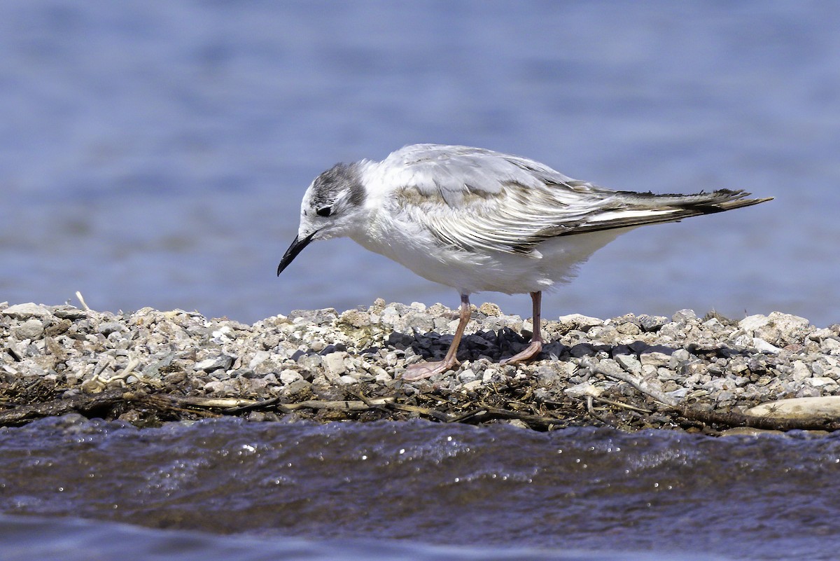 Bonaparte's Gull - Eric Gofreed