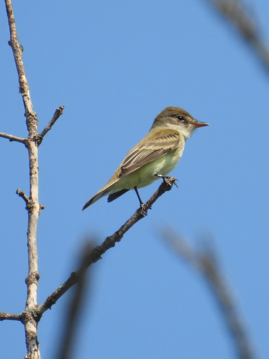 Alder Flycatcher - Mireille Plouffe