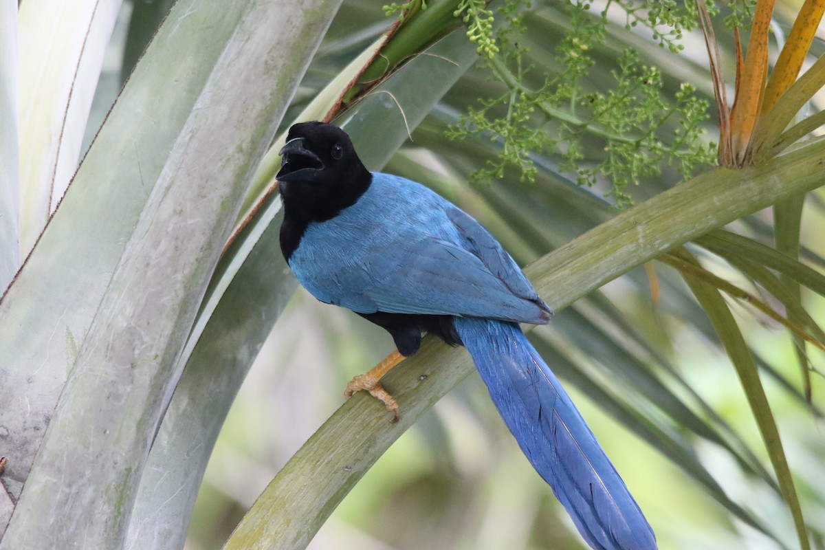 Yucatan Jay - Andy M