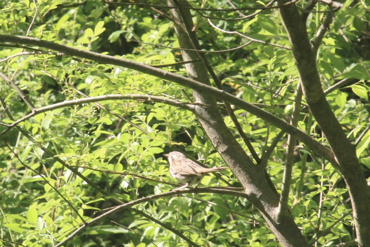 Song Sparrow - Melissa Grauel