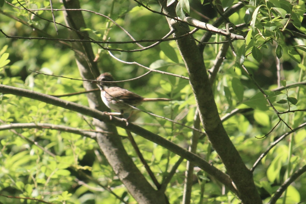 Song Sparrow - Melissa Grauel