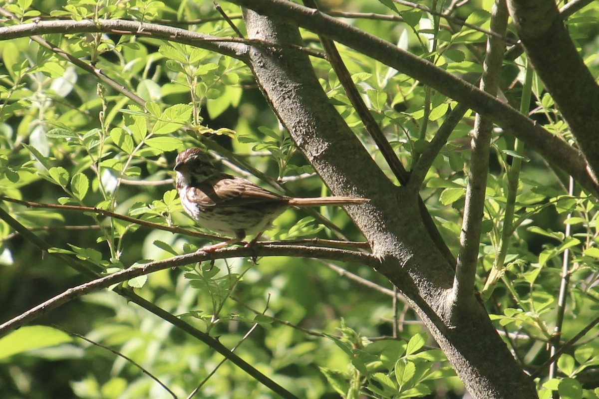 Song Sparrow - Melissa Grauel