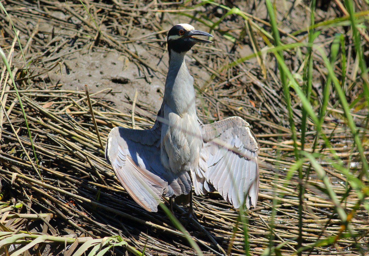 Yellow-crowned Night Heron - James Porter