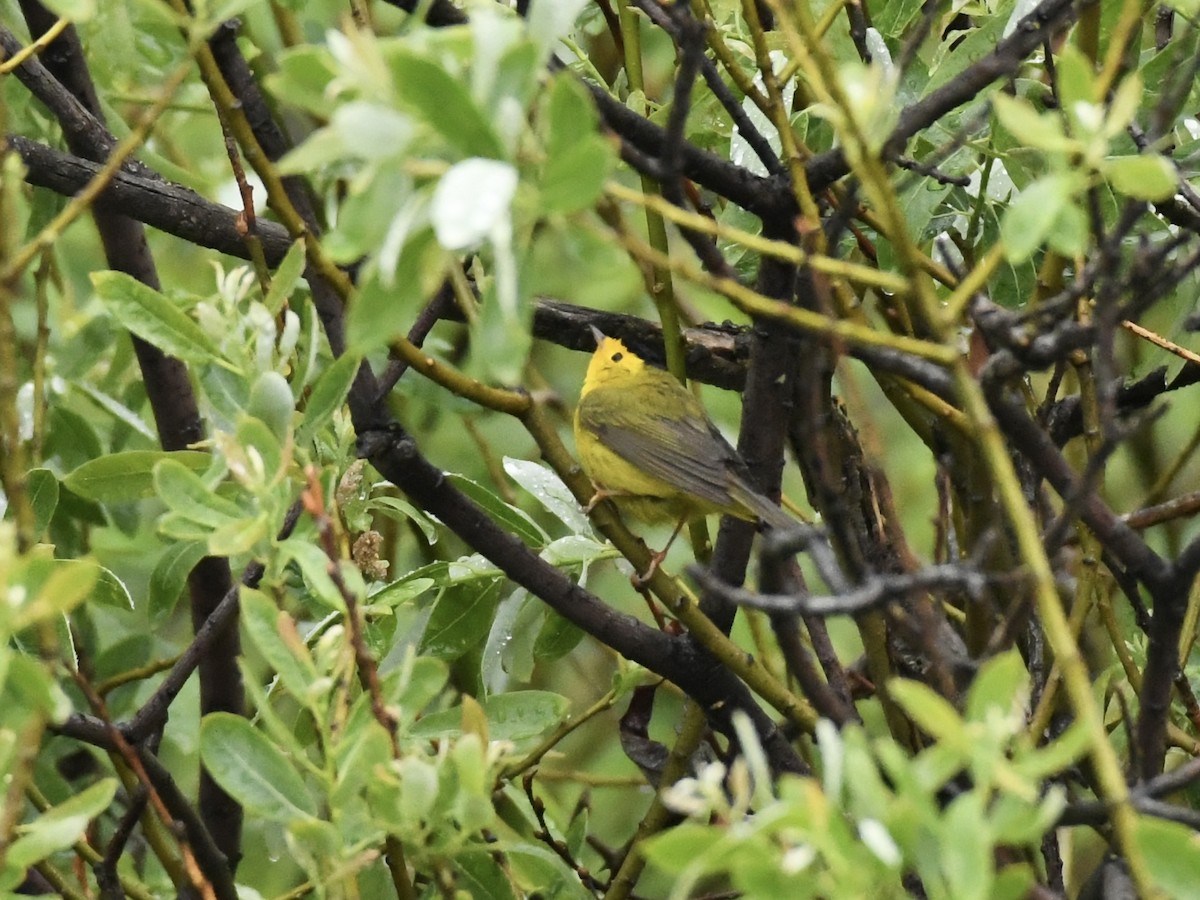 Wilson's Warbler - ML619460620