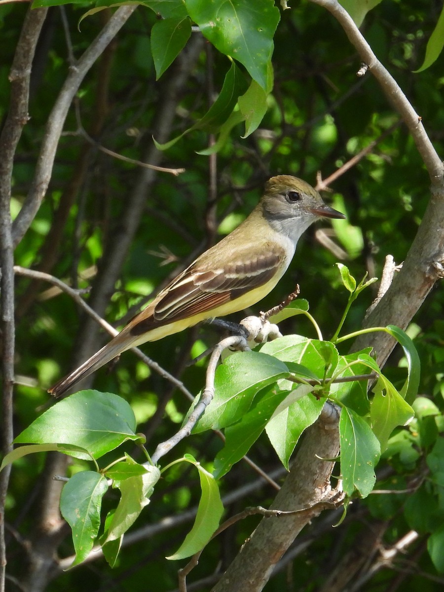 Great Crested Flycatcher - Mireille Plouffe