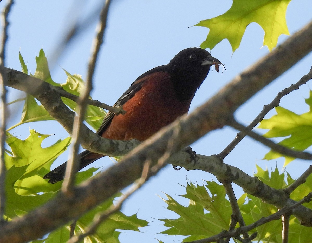 Orchard Oriole - Cathy Wennerth
