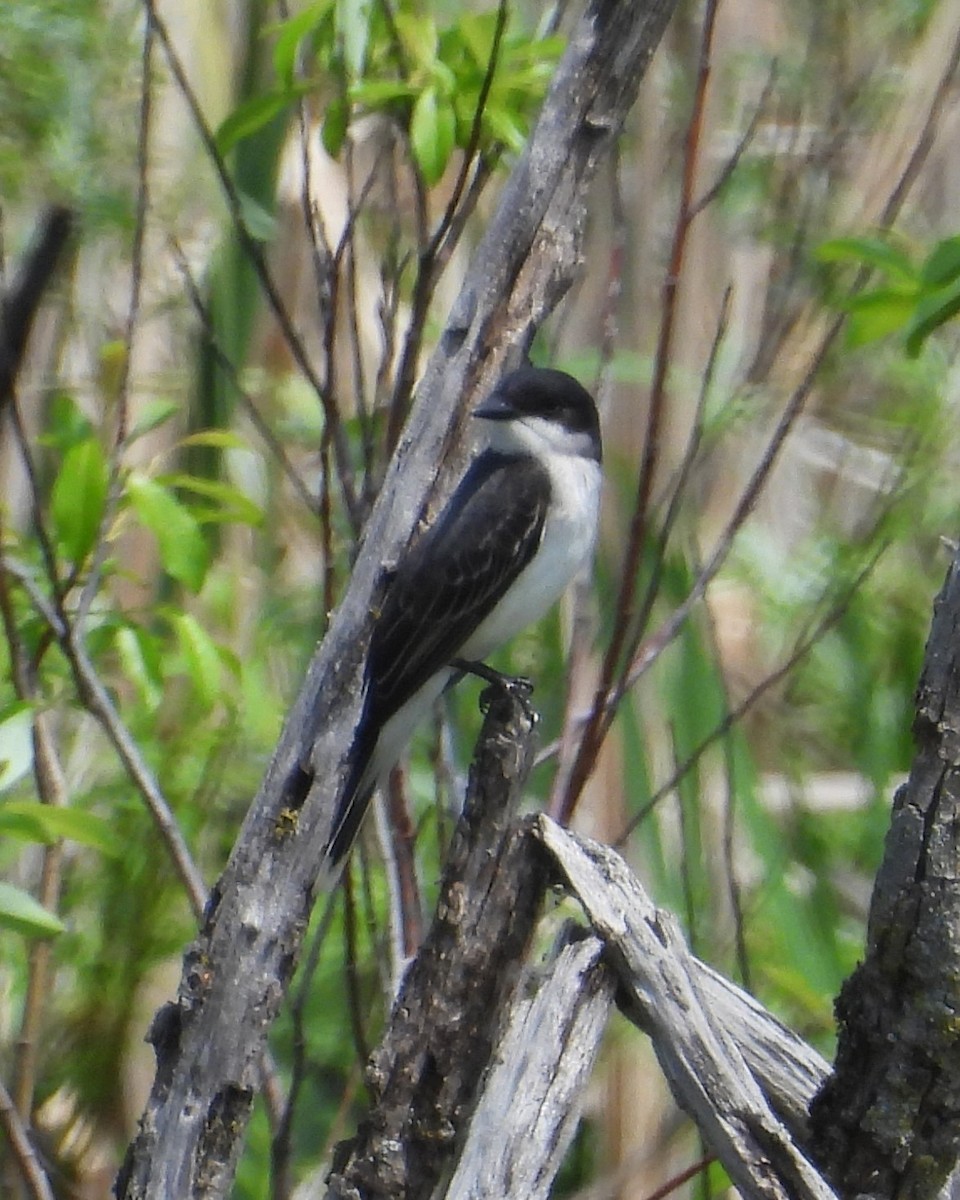 Eastern Kingbird - Mireille Plouffe