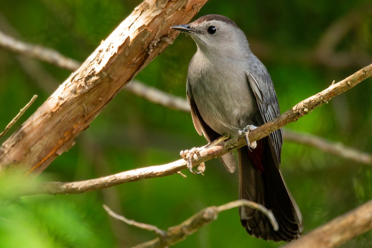 Gray Catbird - George Holt