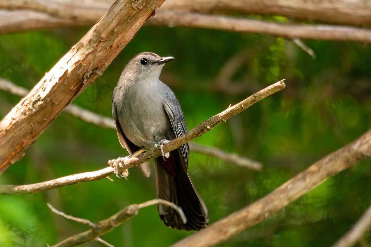 Gray Catbird - George Holt