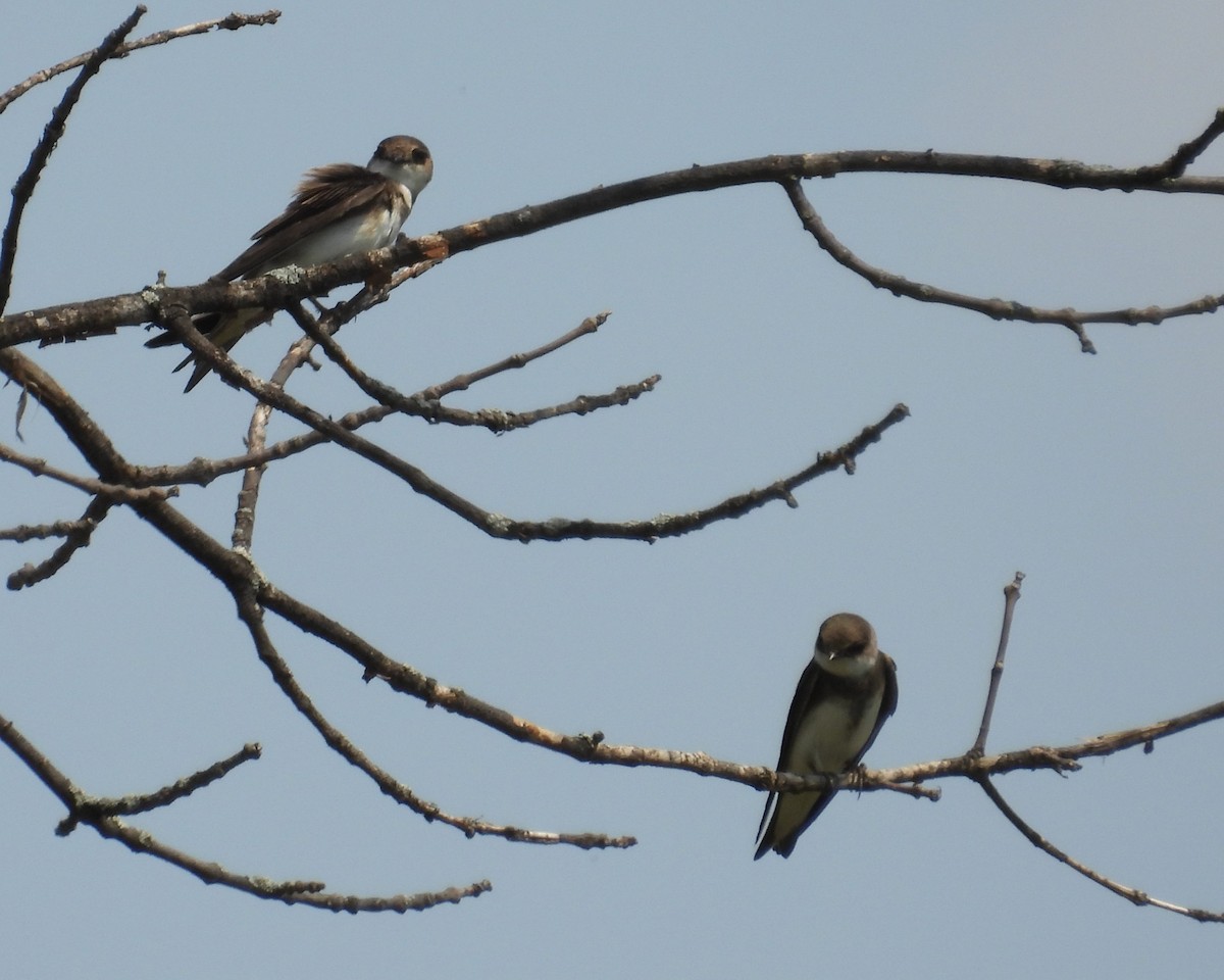 Bank Swallow - Mireille Plouffe