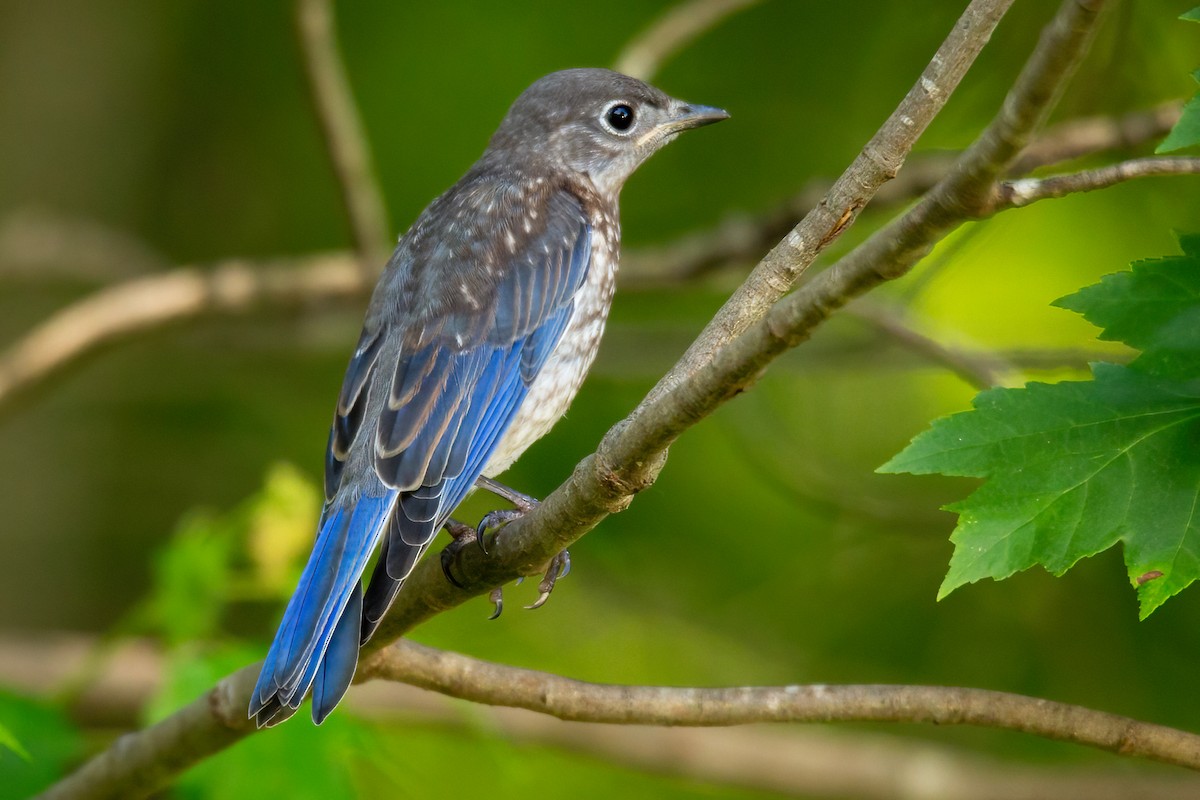 Eastern Bluebird - George Holt