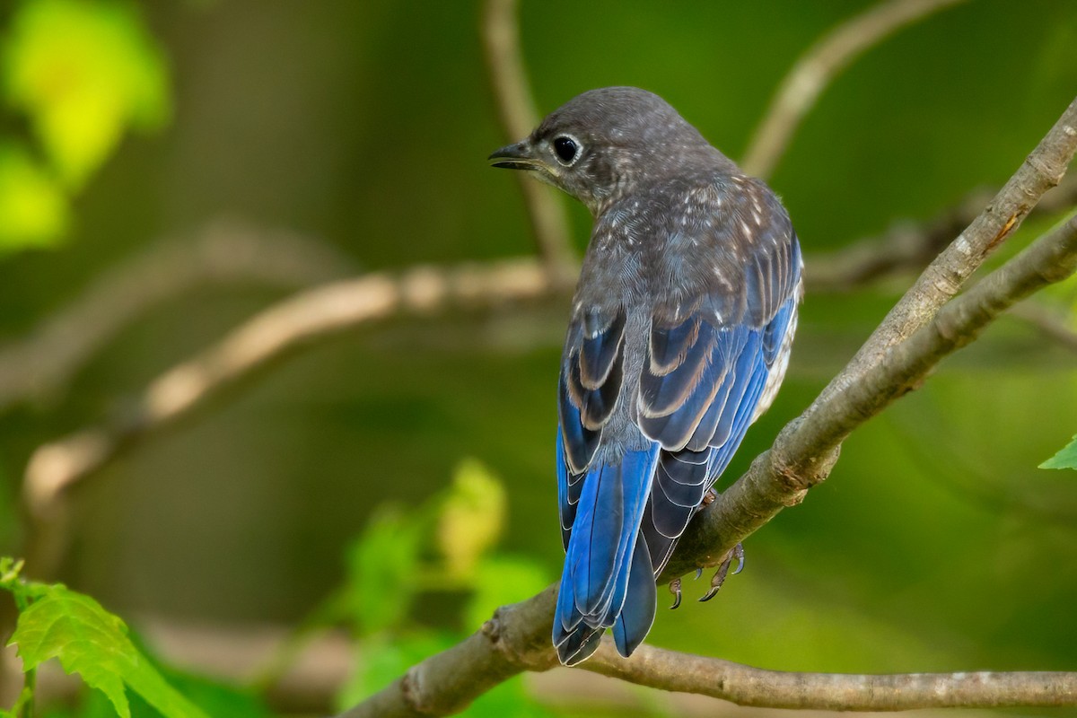 Eastern Bluebird - ML619460645