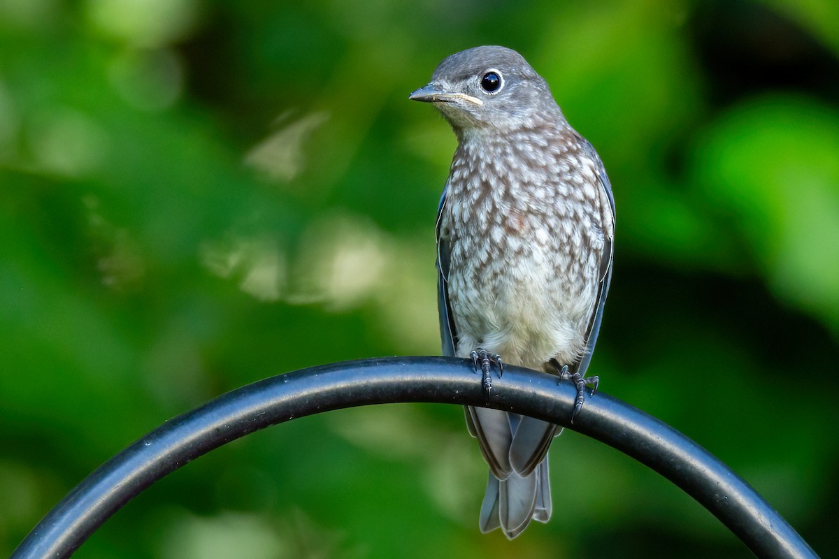 Eastern Bluebird - George Holt