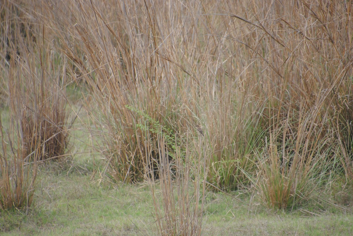 Siberian Stonechat - Alyssa DeRubeis