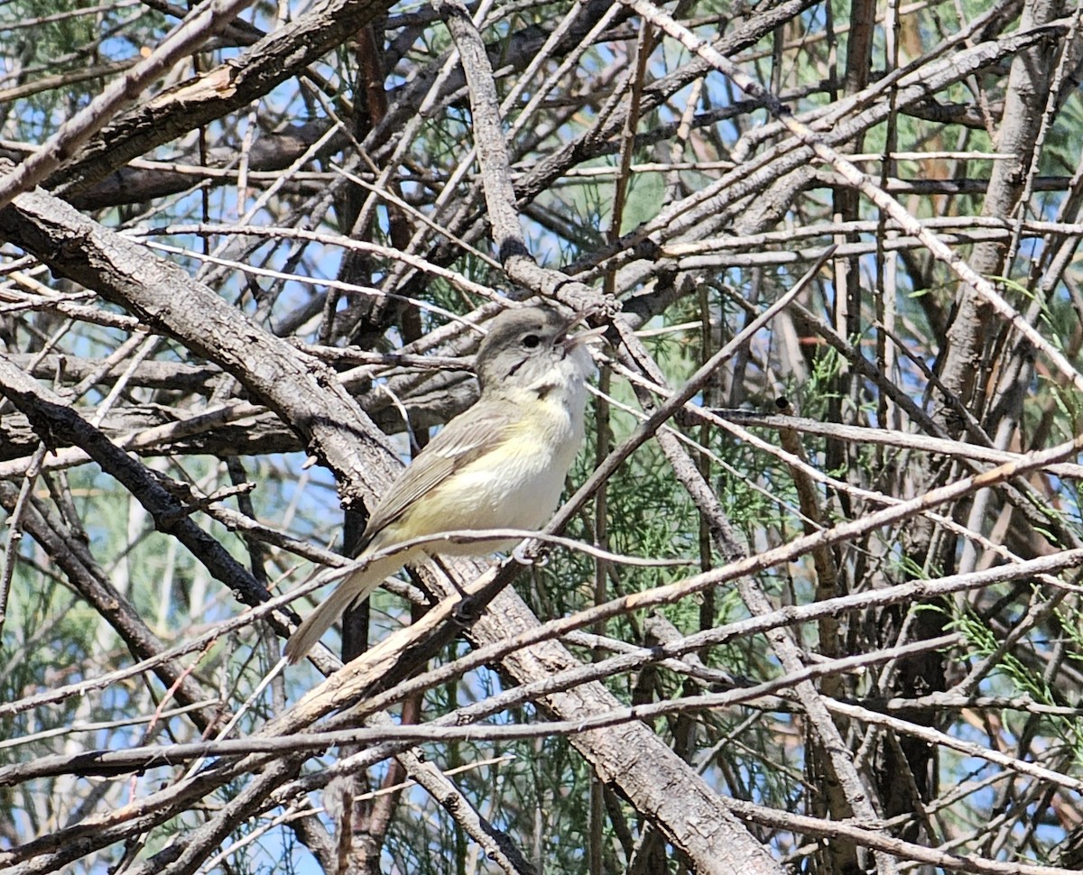 Bell's Vireo - Phil Chaon