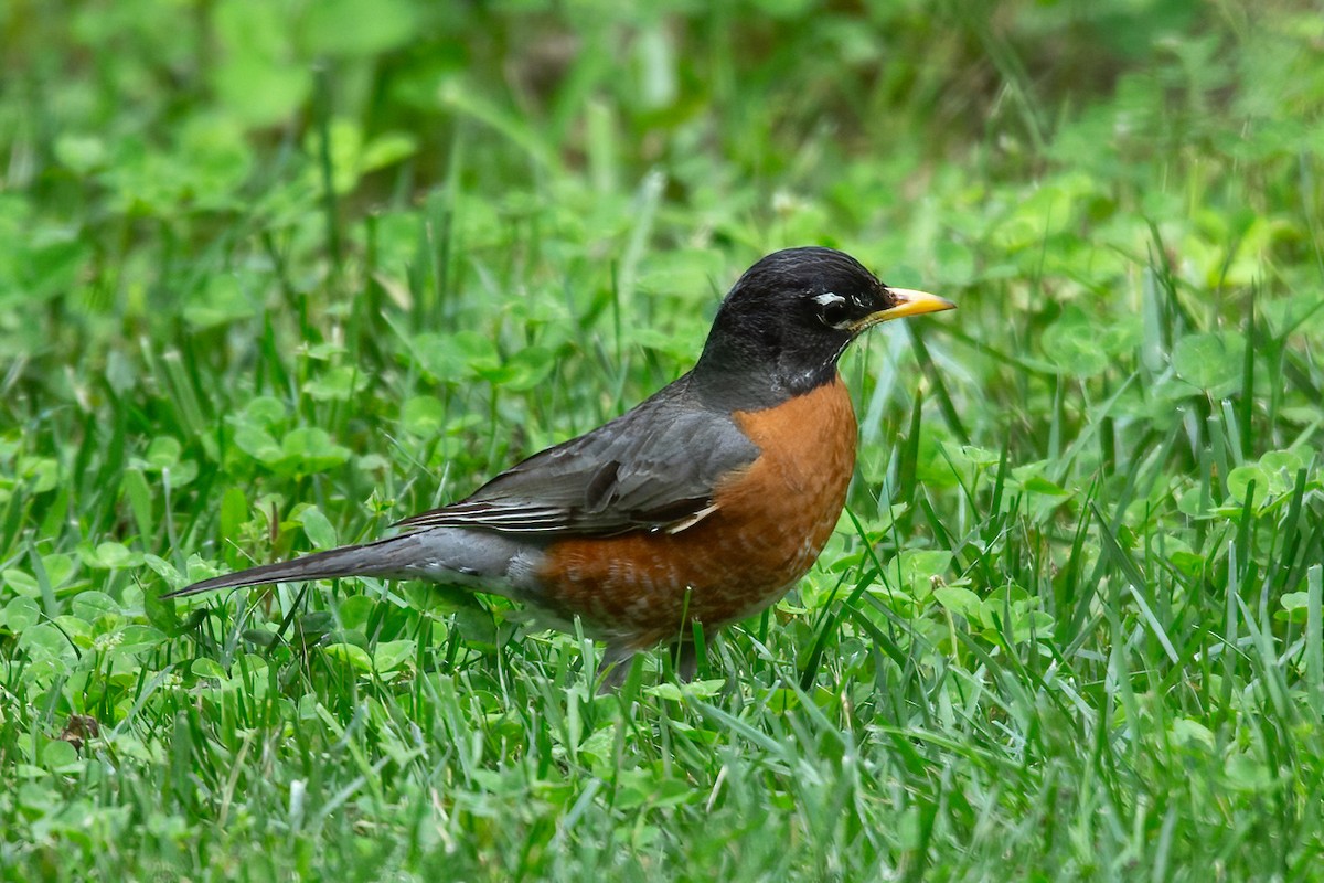 American Robin - George Holt