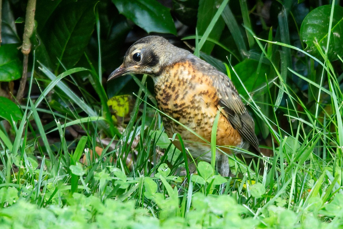 American Robin - George Holt