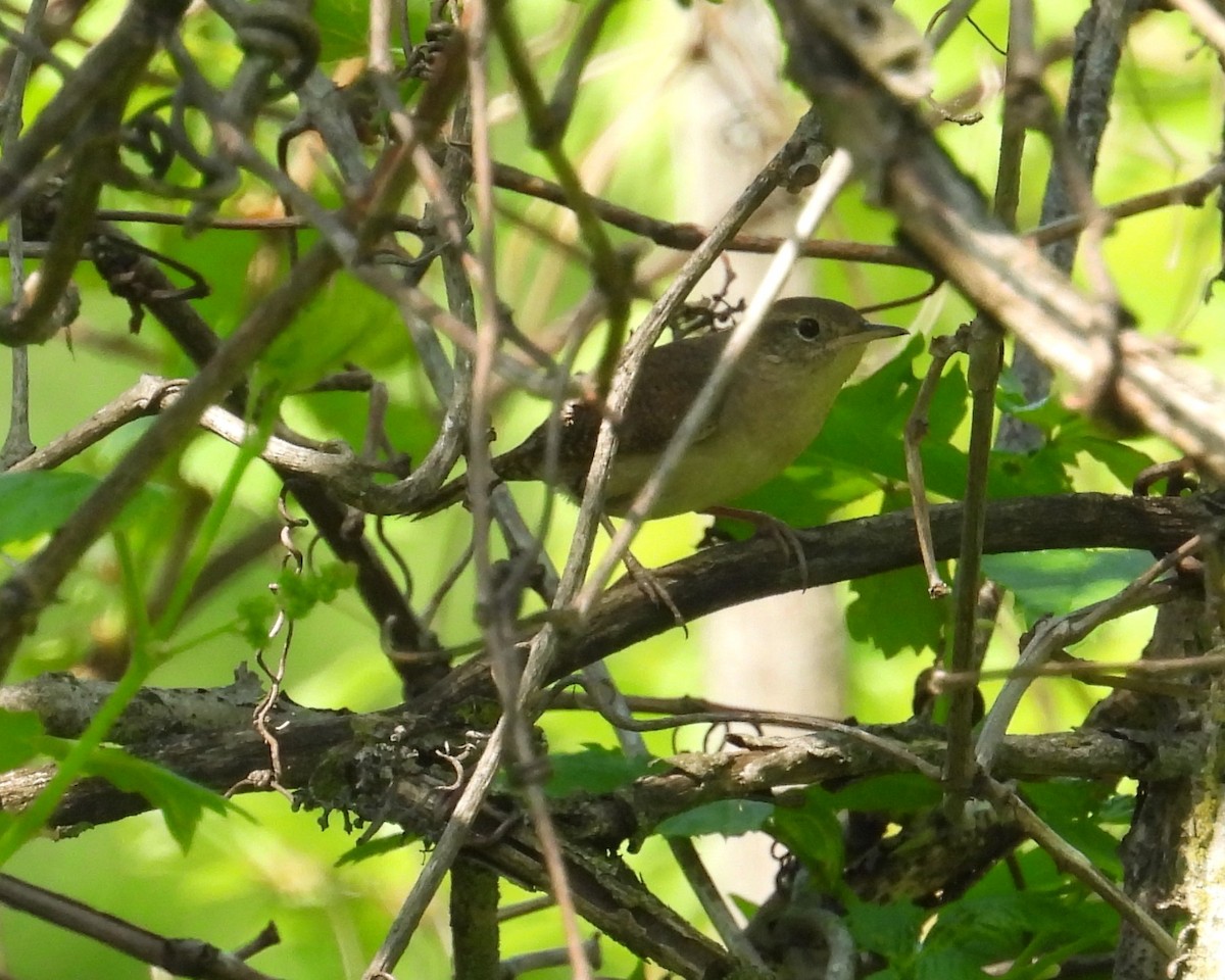 House Wren - Mireille Plouffe