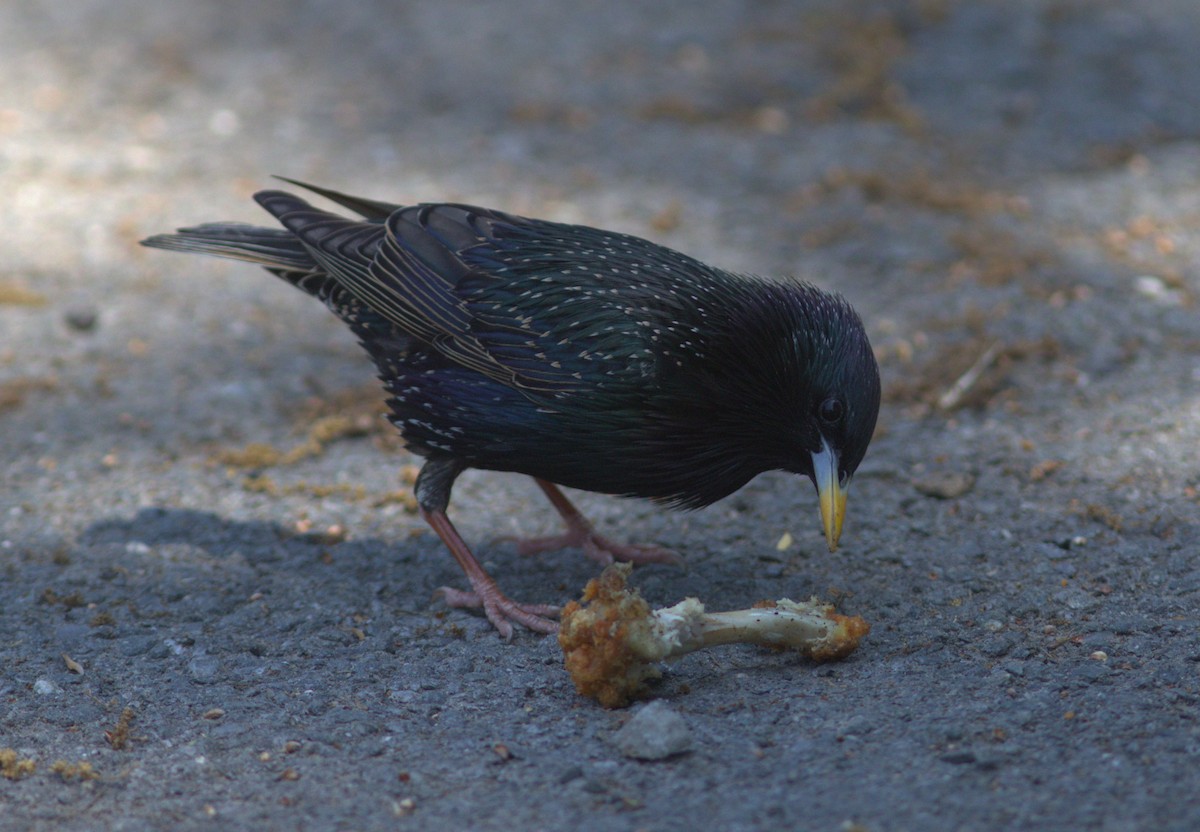 European Starling - Alexander "Sasha" Keyel