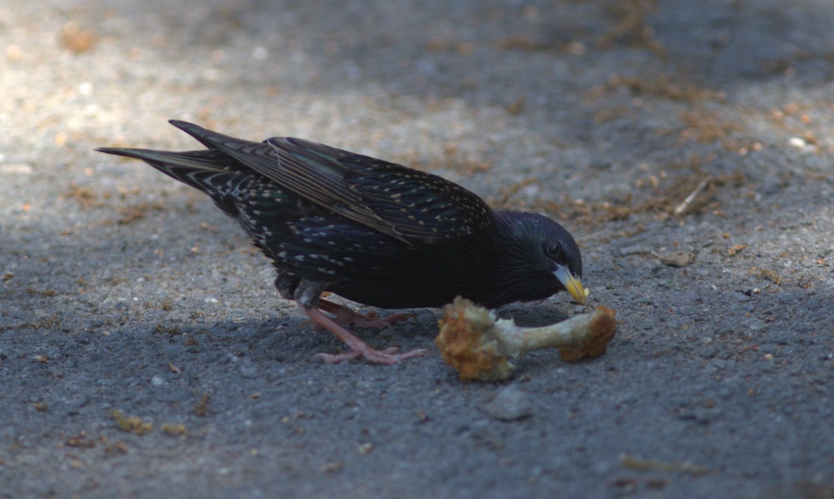 European Starling - Alexander "Sasha" Keyel